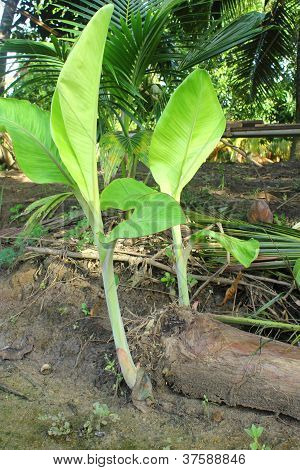 Banan træ