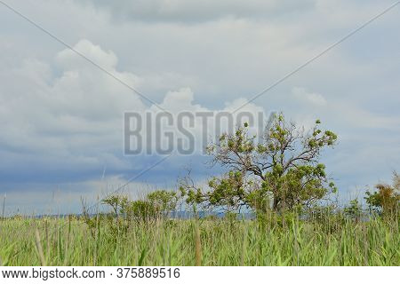 The Wetlands Of Isola Della Cona In Friuli-venezia Giulia, North East Italy