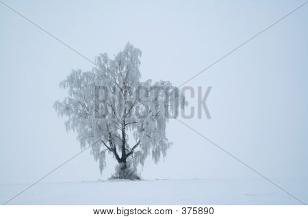 Frost