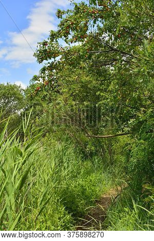 A Small Footpath Passing Under An Emolo Plum Tree In The Wetlands Of Isola Della Cona In Friuli-vene