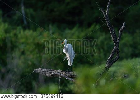 Great White Egret Standing On A Brach As The Wind Blow Is Feathers Causing Them To Fluff And Give Th