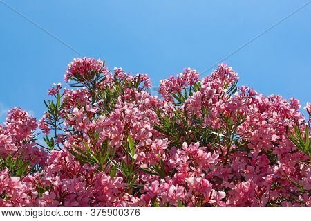 Bright Pink Flowers Of Oleander Tree ( Nerium Oleander ) Against Blue Sky. Free Space For Text