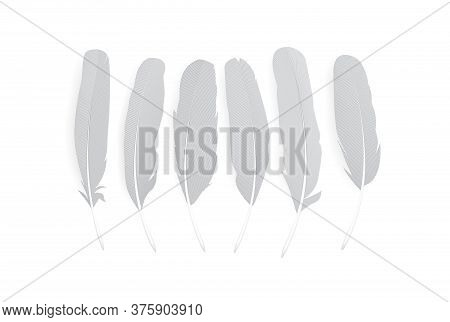 Realistic Feathers Isolated On White Background. Birds Plumage In Abstract Style. Isolated Vector.