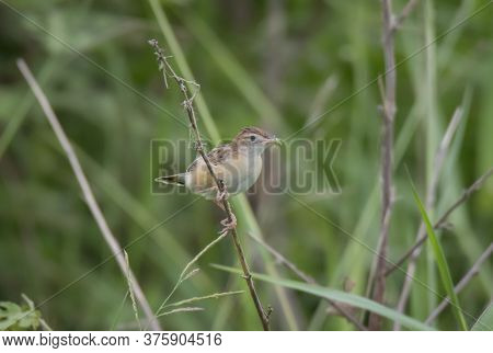 A wild bird moving at grassland with collected food .