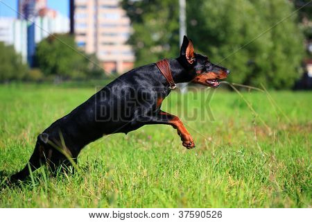 Uroda doberman