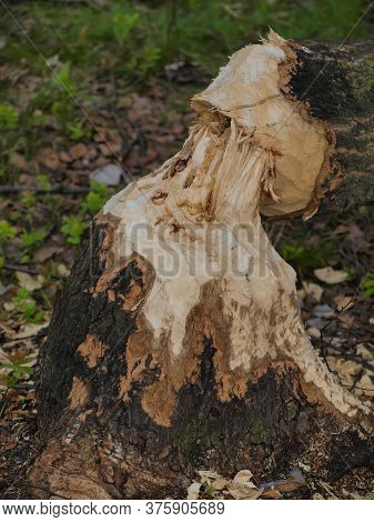 Damage Caused In The Forest By The Water By Beavers.  Broken Gnawed Trees. Felling Trees. Forest Bac