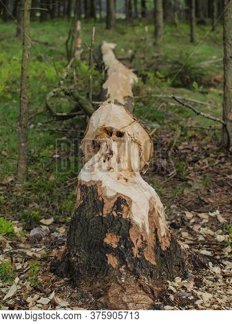 Damage Caused In The Forest By The Water By Beavers.  Broken Gnawed Trees. Felling Trees. Forest Bac