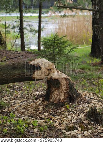 Damage Caused In The Forest By The Water By Beavers.  Broken Gnawed Trees. Felling Trees. Forest Bac