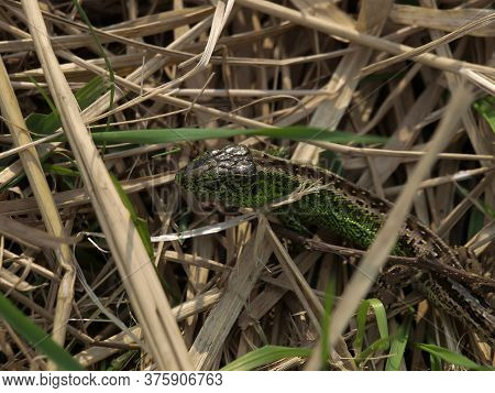 Green Lacerta Viridis, Lacerta Agilis Is A Species Of Lizard Of The Genus Green Lizards. Lizard In O