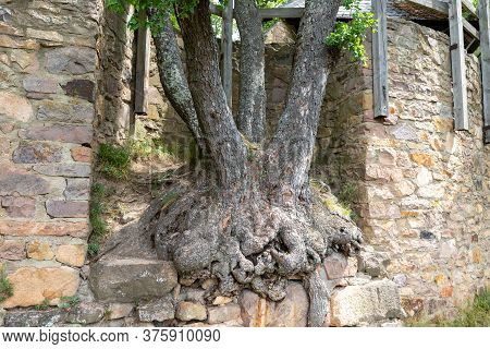 Unusual Tree Growing Out Of A Historic Wall Of Castle Ruin Rheingrafenstein