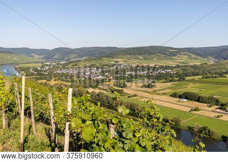 Scenic View On River Moselle Valley Nearby Village Muelheim With Vineyard In Foreground