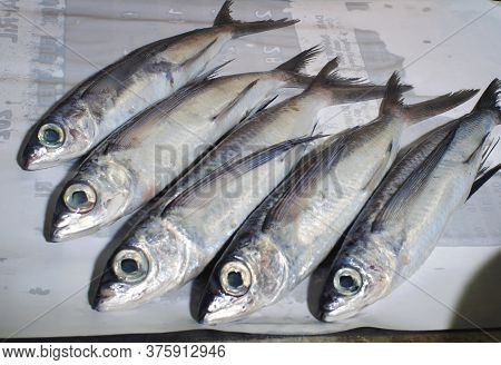 Fish On The Table. Flying Fish (exocoetidae). Close Up. Black And White.