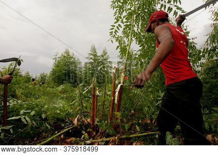 Eunapolis, Bahia / Brazil - January 12, 2011: Member Of The Landless Movement - Mst - Are Seen Destr