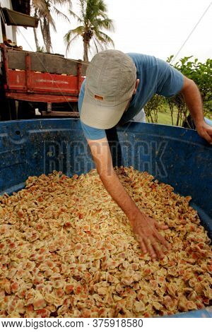 Porto Seguro, Bahia / Brazil - October 15, 2010: Processing Of Cupuacu Almonds In Industry In The Ci