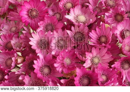 Bouquet Of Purple Flowers Xeranthemum L. Closeup. Top-down View