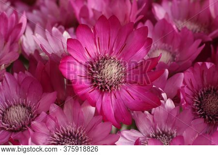 Bouquet Of Purple Flowers Xeranthemum L. Closeup. Top-down View