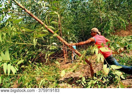 Eunapolis, Bahia / Brazil - April 8, 2009: Member Of The Landless Movement - Mst - Are Spotted Durin