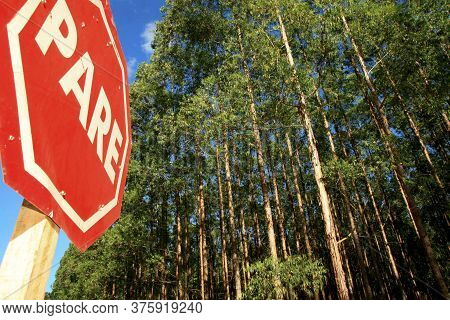 Eunapolis, Bahia / Brazil - November 26, 2010: Eucalyptus Plantation On A Veracel Celulose Farm In T