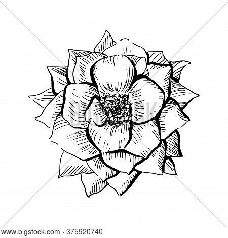 Hand Drawn Rose Vector, Sketch Style. Vector Illustration