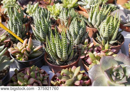 Large Haworthia Reinwardtii Growing As Indoor Plant In Succulent Collection.