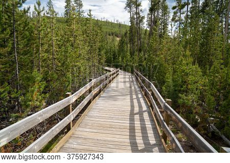 Boardwalk Through Lodgepole Pines To The Frying Pan Hot Springs In Yellowstone National Park