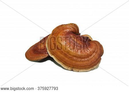 This Fake Reishi Mushroom Is A Mushroom Made From Coconut Mud On White Background. (with Clipping Pa