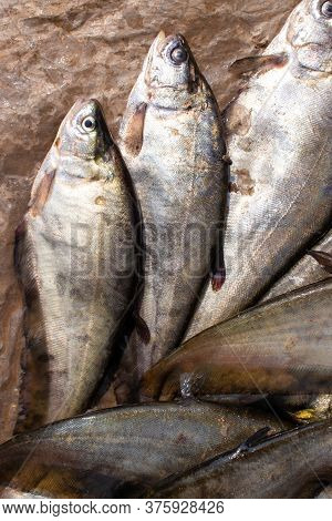 Bronze Featherback Fish In An Indian Market For Selling In Vertical Orientation