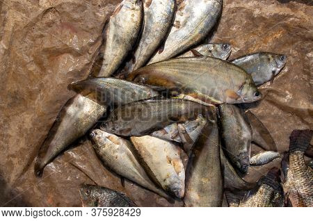 Bronze Featherback Fish In An Indian Market For Selling