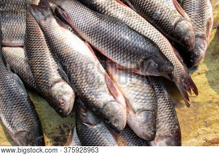 Stack Of Rohu Fish In An Indian Market For Selling