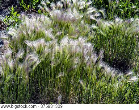 Grass Similar To A Feather Grass With The Latin Name Hordeum Jubatum