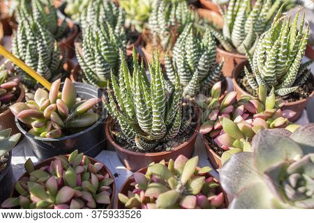 Large Haworthia Reinwardtii Growing As Indoor Plant In Succulent Collection.