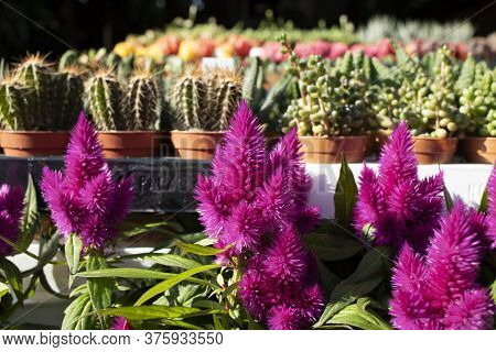 Celosia Cristata.crested Celosia The Flowers Are A Bunch Of Flowers.