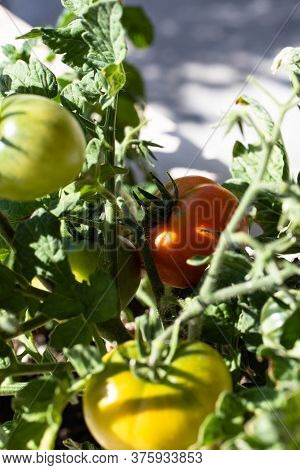 Tomatoes Growing In A Backyard Home Garden, With One Red And Two Slightly Yellow Fruits Visible.