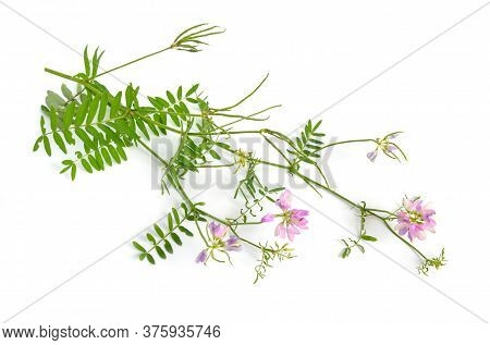 Securigera Varia Or Coronilla Varia, Commonly Known As Crownvetch Or Purple Crown Vetch. Isolated On