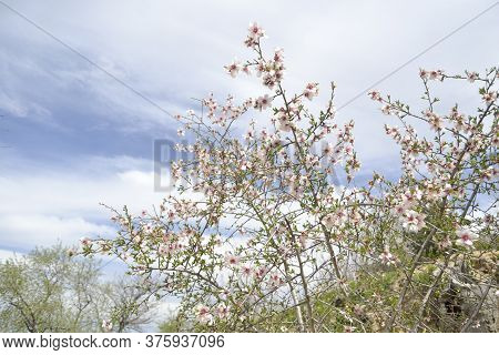 Spring At Its Peak Of Flowering.
Showing A Tree Completely Full Of Flowers And In This Way Decoratin