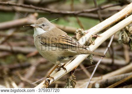 Whitethroat, Small Brown Bird, Blade Of Grass In Its Beak