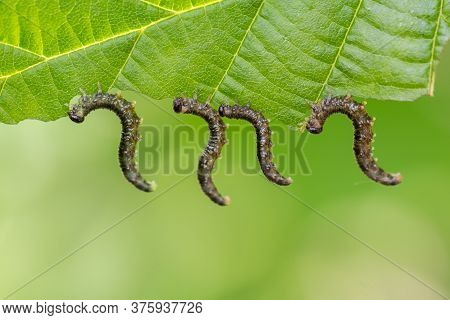 Four Larvae Symphyta Feeding On A Hazel Leaf