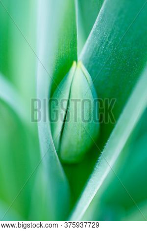 Green Bud Of A Tulip, Birth Of A Flower