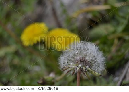 Dandelion, Flowering Plants Of The Asteraceae Family

Is A Large Genus Of Flowering Plants In The Fa