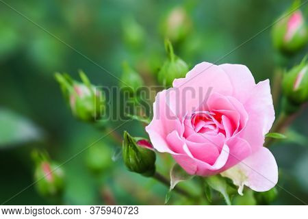 Soft Pink Rose Bonica With Buds In The Garden. Perfect For Background Of Greeting Cards For Birthday