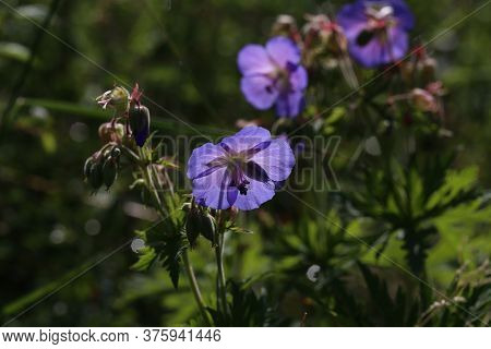 Delicate Blue Flowers Of The Meadow Geranium