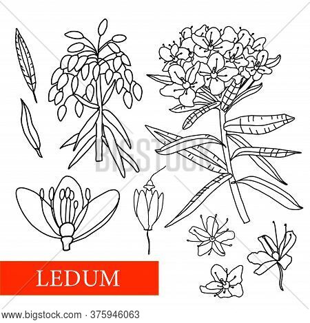 Ledum. Medicinal Plants. Wildflowers. Vector Illustration. Botanical Illustration