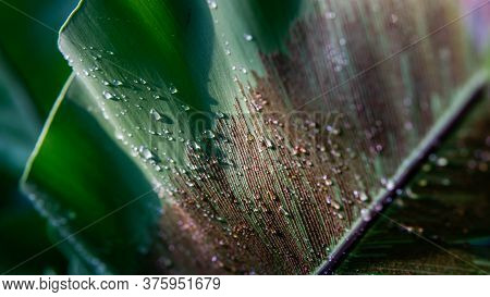 Close Up Of Bird’s Nest Fern Or Nest Fern (asplenium Nidus).