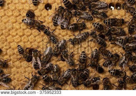 Background Of Bees On Honeycomb With A Sealed Brood Of Larvae. Macrophotography Of Apis Mellifera Ca