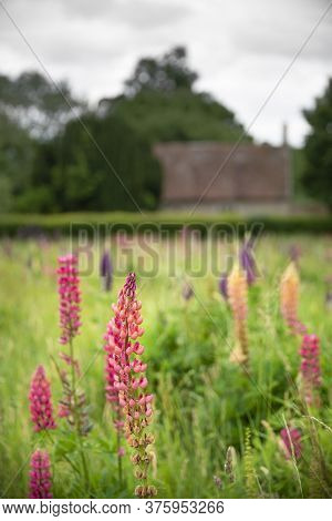 Beautiful Summer Meadow Of Vibrant Lupin Flowers In English Countryside Garden Using Shallow Depth O