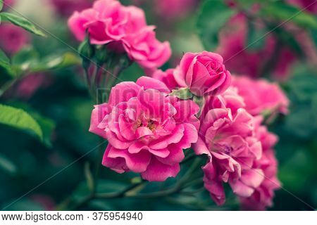 Garden Roses, Rose Bush, Pink Flowers In The Garden, Colorful Nature Backgrounds. Bright Floral Wall