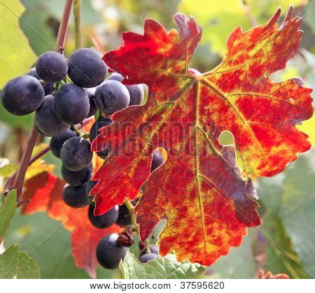 Black Grape Cluster Behind A Vine Leaf
