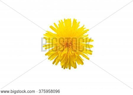 Bright Yellow Dandelion Isolated On White, Close Up