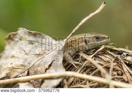 The Brown Lizard Basks On Dry Grass Blades