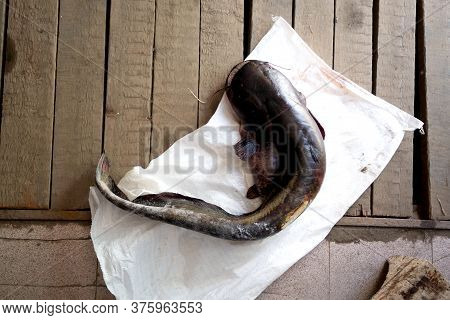Fish A Catfish Close Up On Wood Background